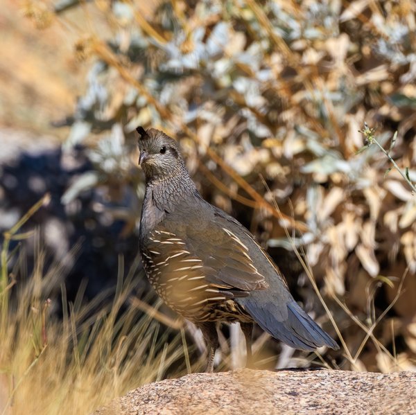 California Quail