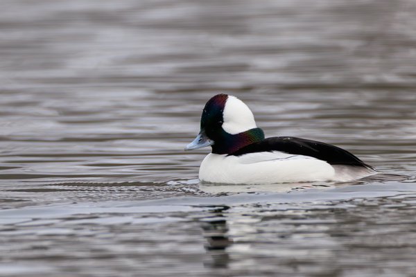 Bufflehead