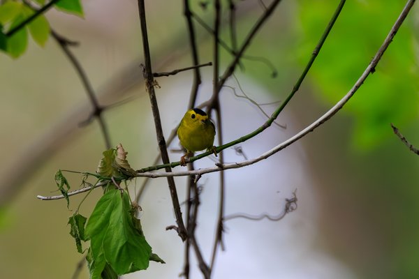 Wilson's Warbler