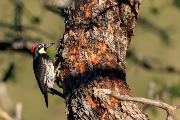Acorn Woodpecker