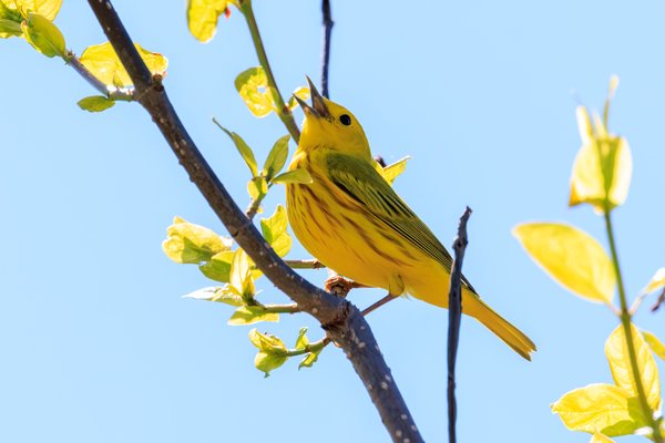 Northern Yellow Warbler
