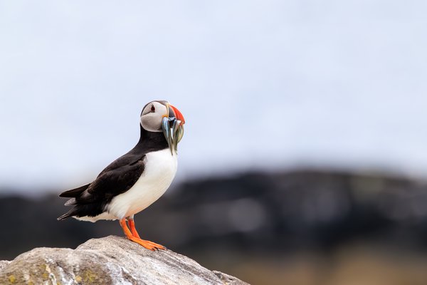 Atlantic Puffin