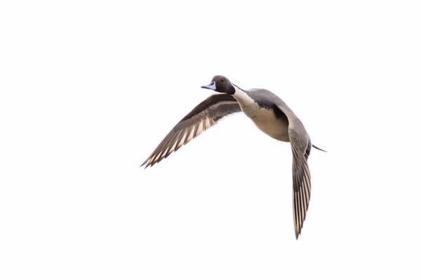 Northern Pintail