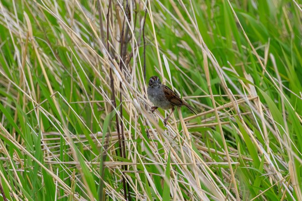 Swamp Sparrow