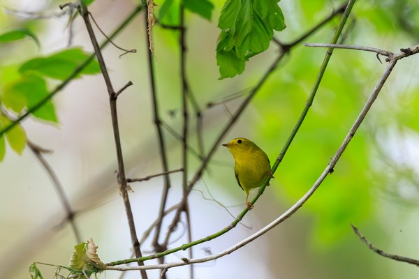 Wilson's Warbler