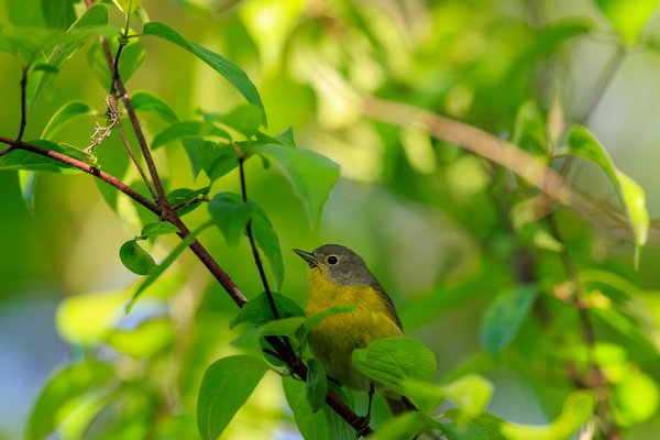 Nashville Warbler