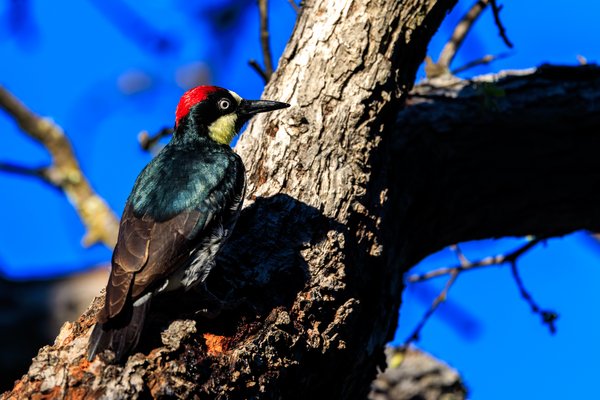 Acorn Woodpecker