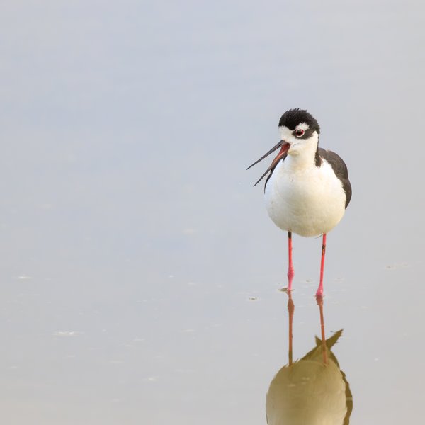 Black-necked Stilt