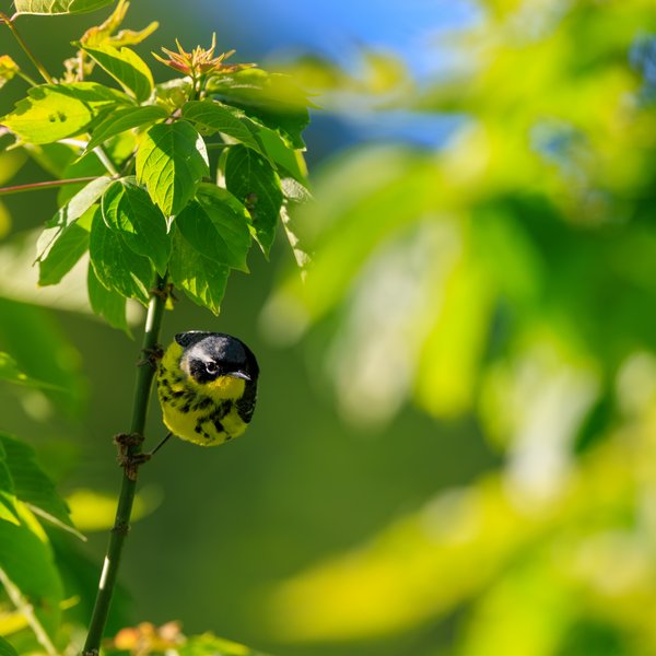 Magnolia Warbler