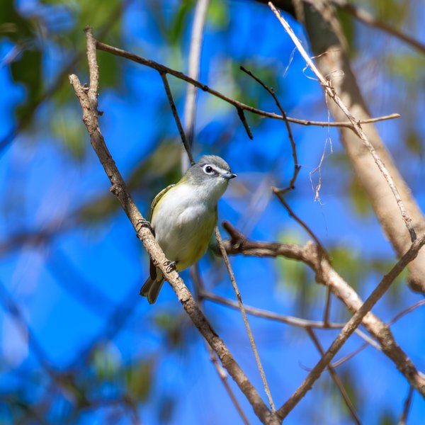Blue-headed Vireo