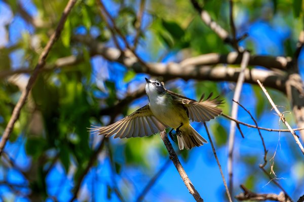 Blue-headed Vireo