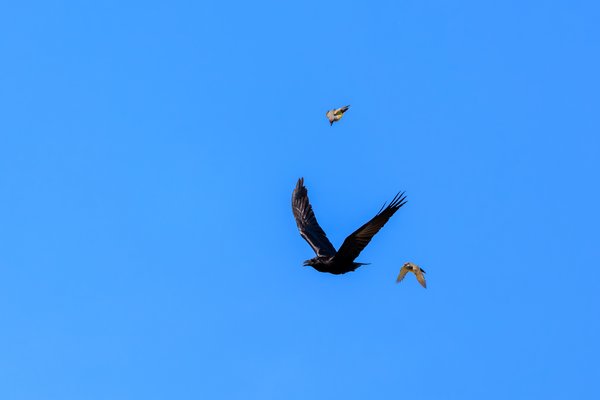 Common Raven