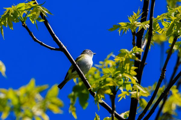 Blue-headed Vireo