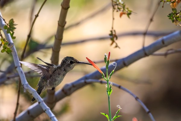 Anna's Hummingbird