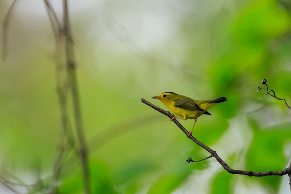 Wilson's Warbler