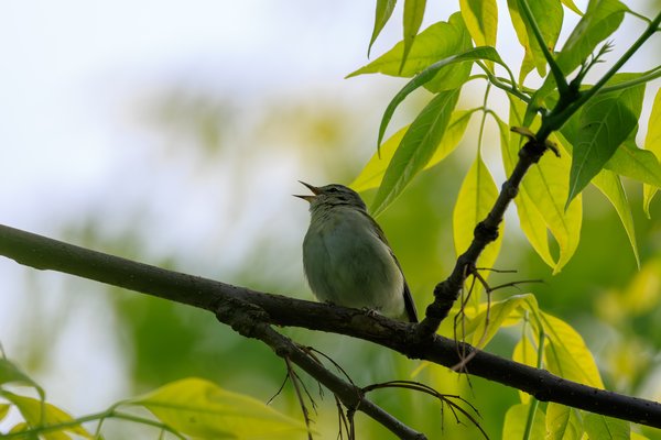 Red-eyed Vireo