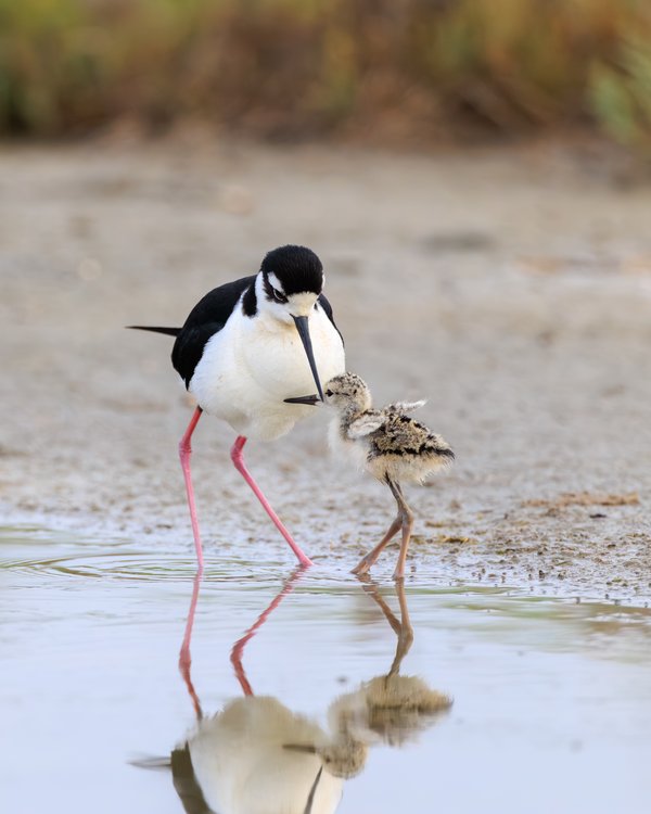 Black-necked Stilt