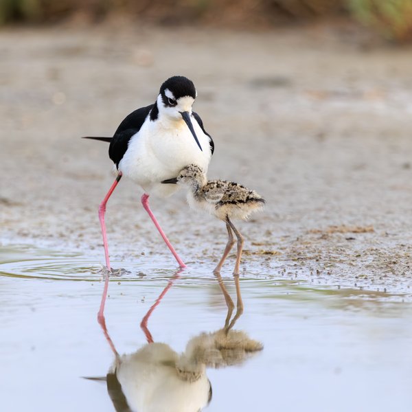 Black-necked Stilt