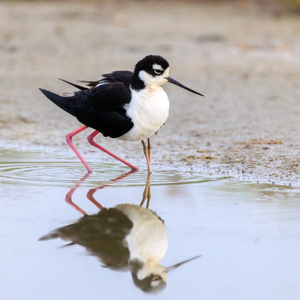Black-necked Stilt