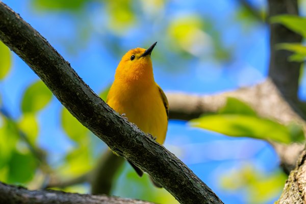 Prothonotary Warbler