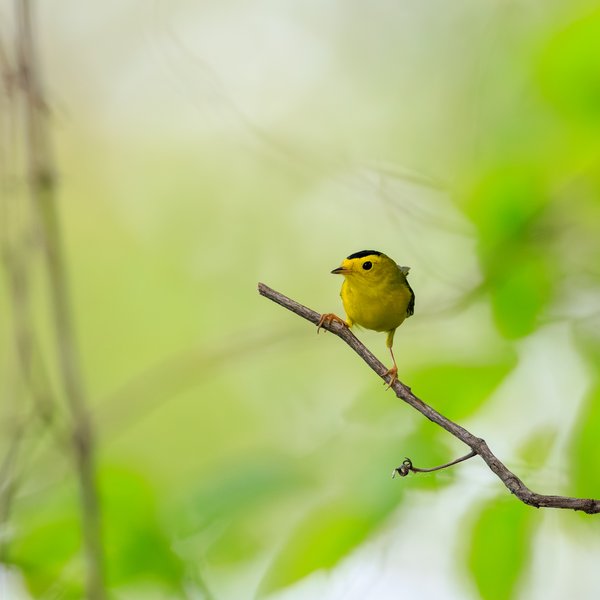 Wilson's Warbler