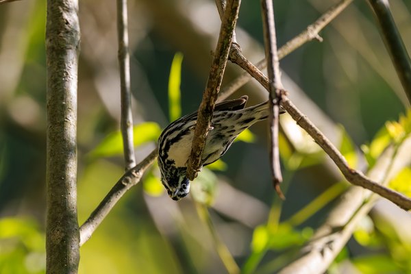 Black-and-white Warbler