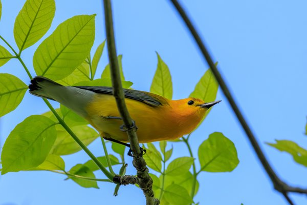 Prothonotary Warbler
