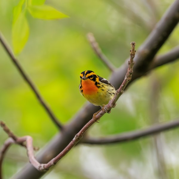 Blackburnian Warbler