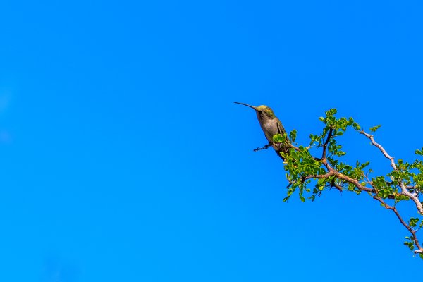 Anna's Hummingbird