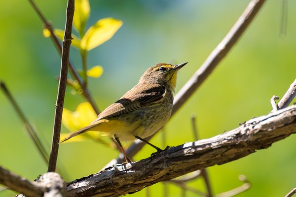 Palm Warbler