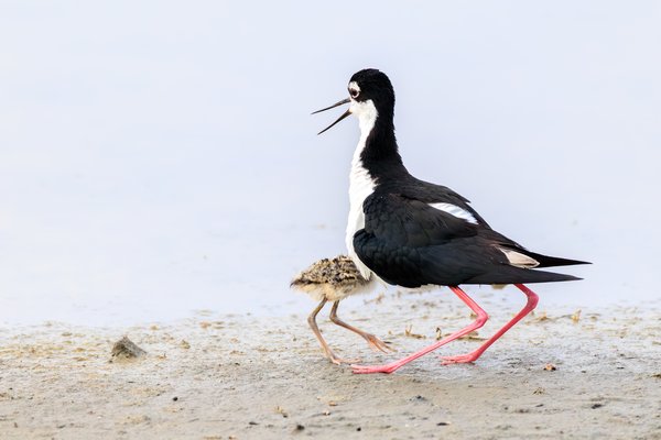 Black-necked Stilt