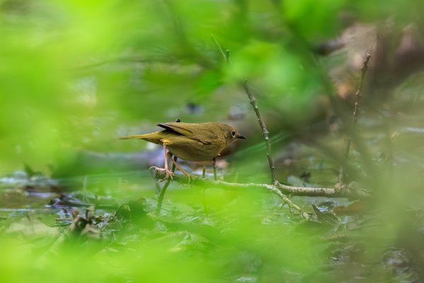 Common Yellowthroat