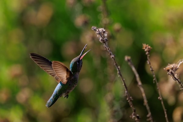 Anna's Hummingbird