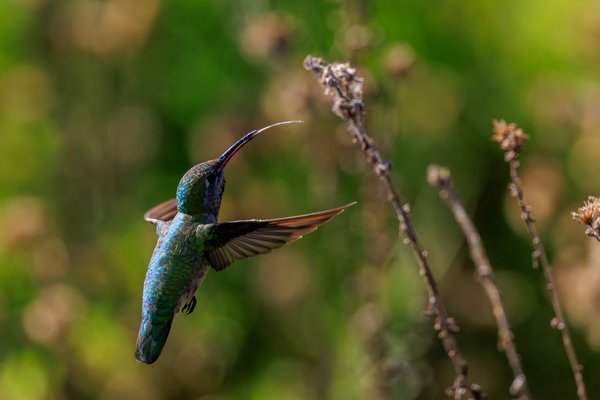 Anna's Hummingbird
