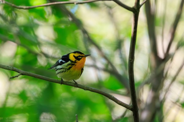 Blackburnian Warbler