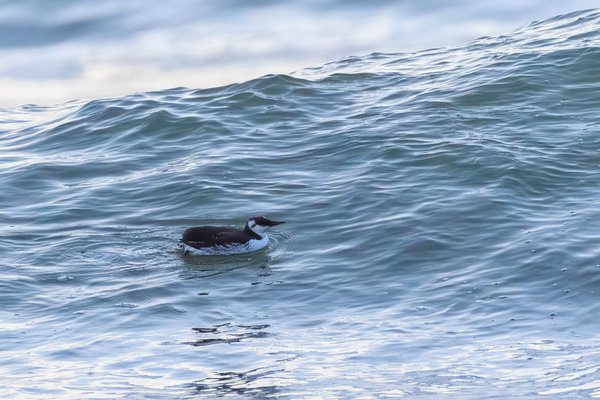 Common Murre