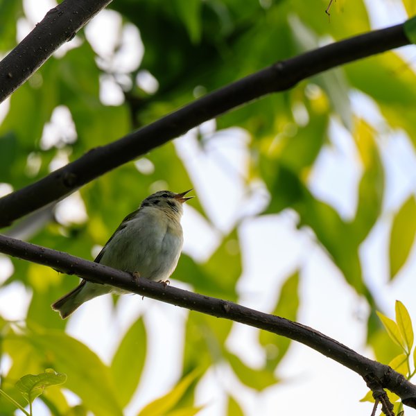 Tennessee Warbler