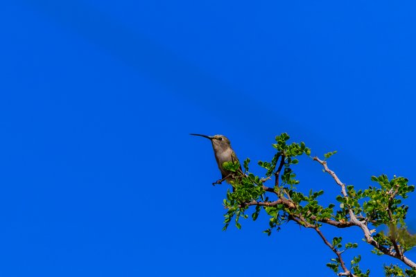 Anna's Hummingbird
