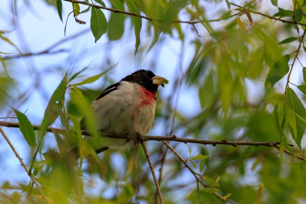Rose-breasted Grosbeak