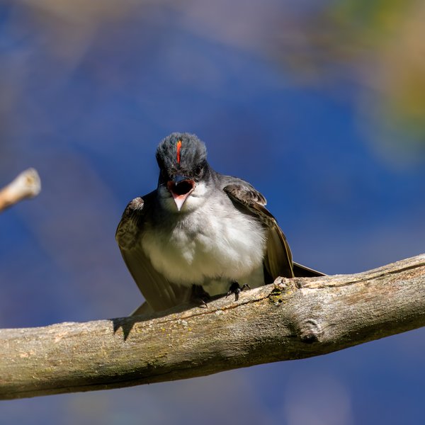 Eastern Kingbird