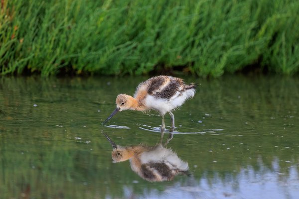 American Avocet