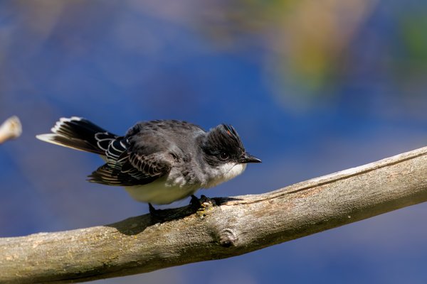 Eastern Kingbird