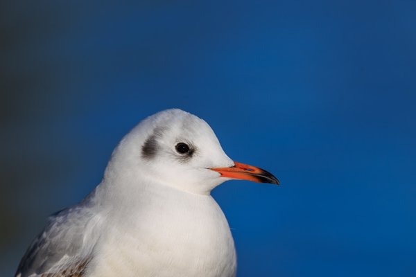 Black-headed Gull