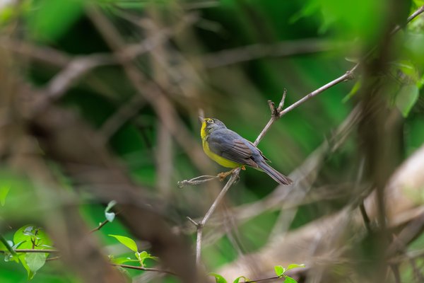 Canada Warbler