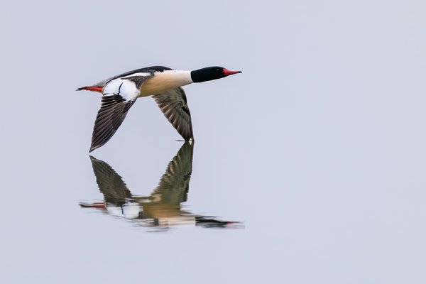 Common Merganser