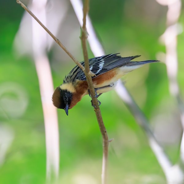 Bay-breasted Warbler