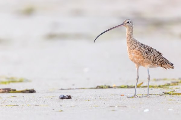 Long-billed Curlew