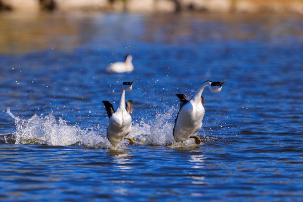 Western Grebe