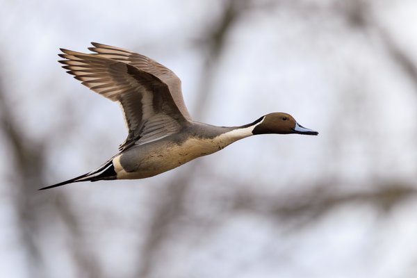 Northern Pintail