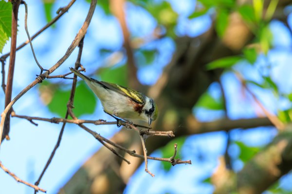 Chestnut-sided Warbler